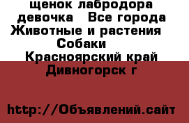щенок лабродора девочка - Все города Животные и растения » Собаки   . Красноярский край,Дивногорск г.